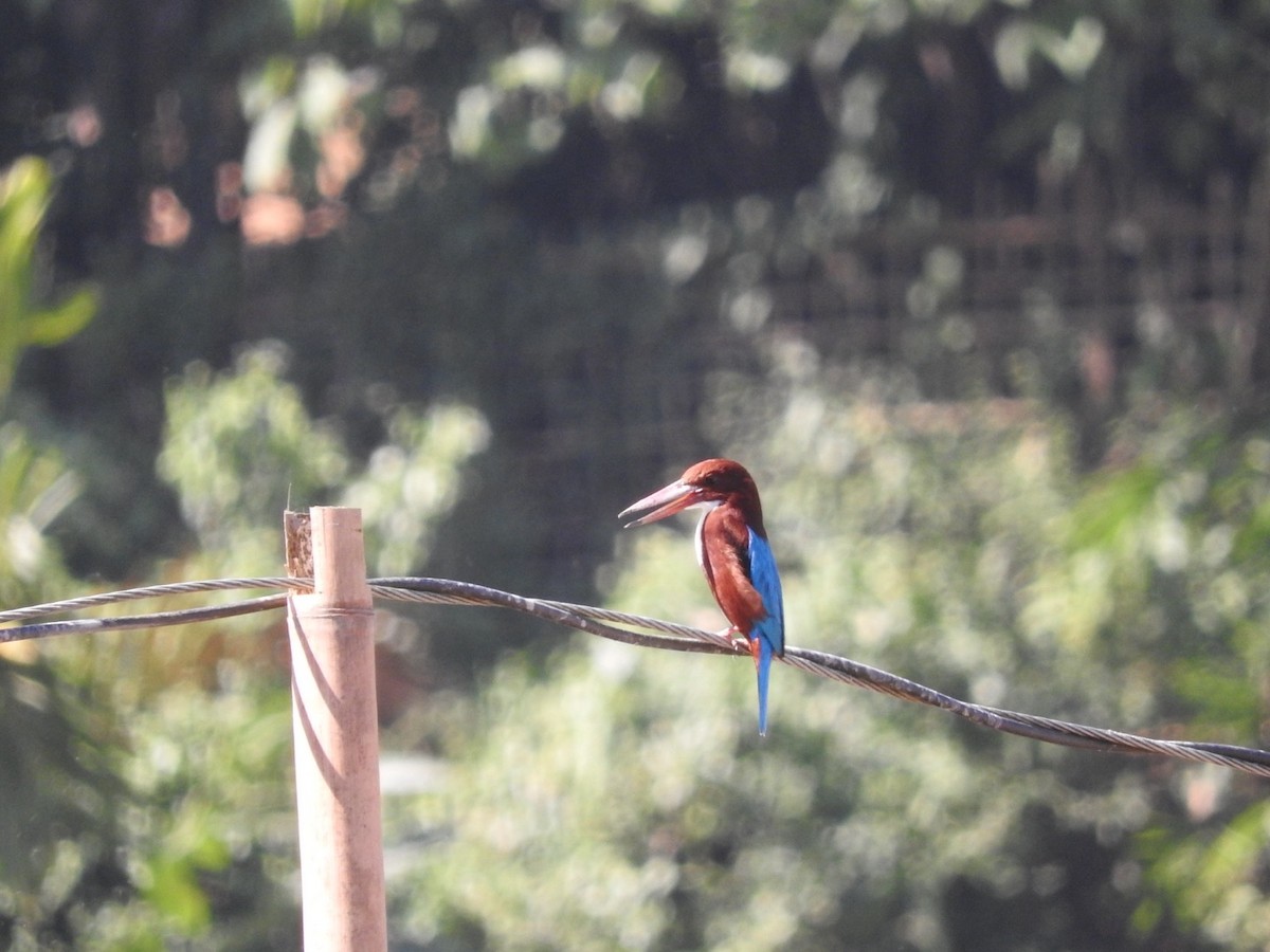 White-throated Kingfisher - ML647329019