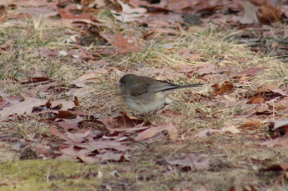 Dark-eyed Junco - ML647329020