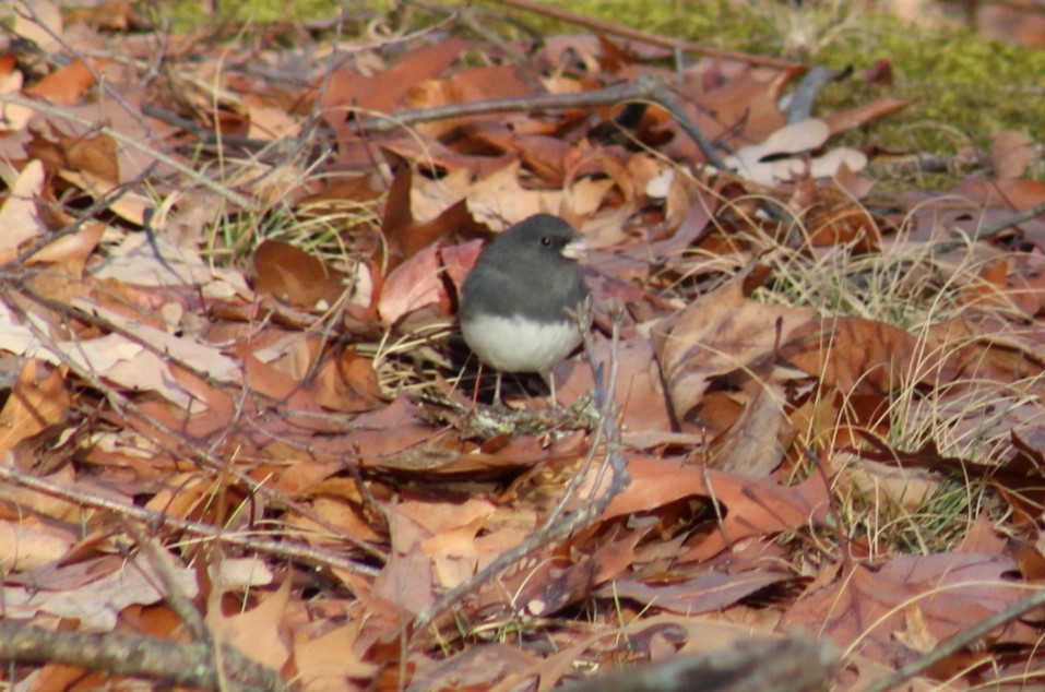 Dark-eyed Junco - ML647329021
