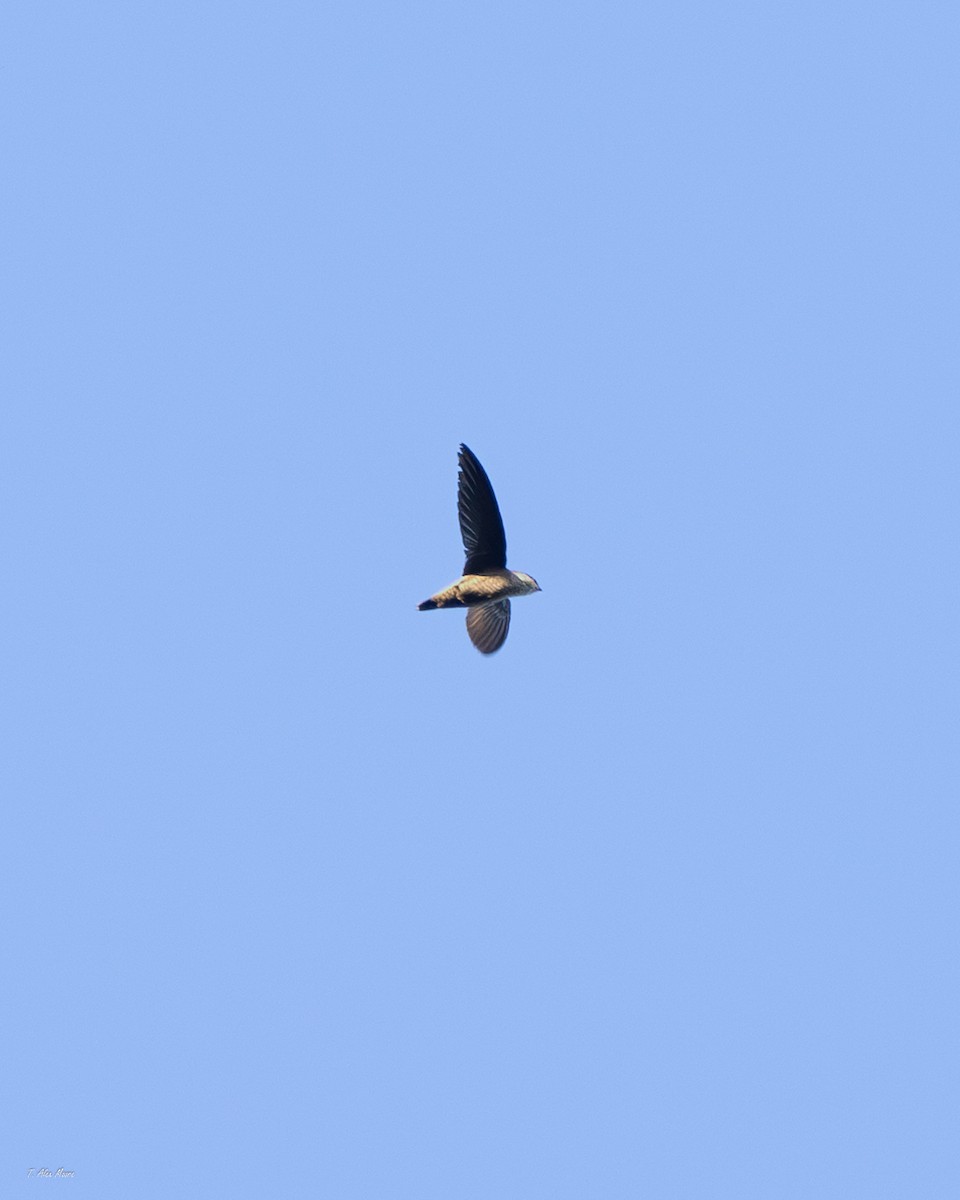 Серобрюхий иглохвост - ML647329024