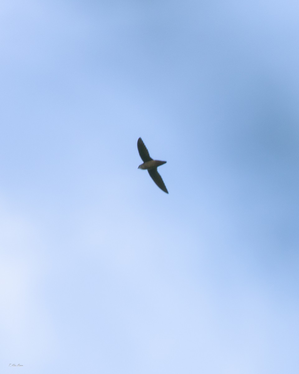 Серобрюхий иглохвост - ML647329025