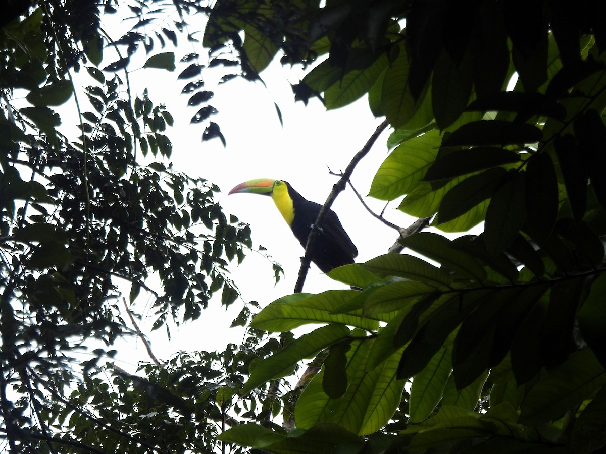 Toucan à carène - ML647329029