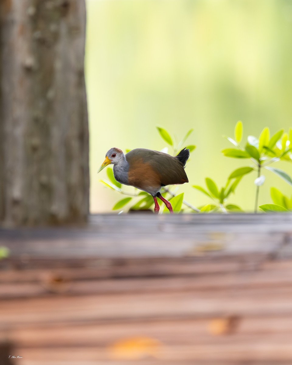 Russet-naped Wood-Rail - ML647329045