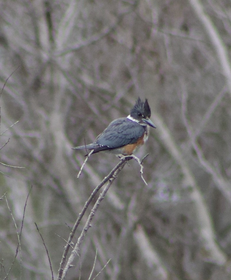 שלדג אמריקני - ML647329049