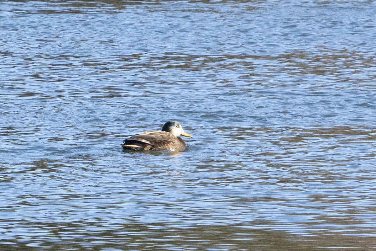 Mallard x American Black Duck (hybrid) - ML647329054