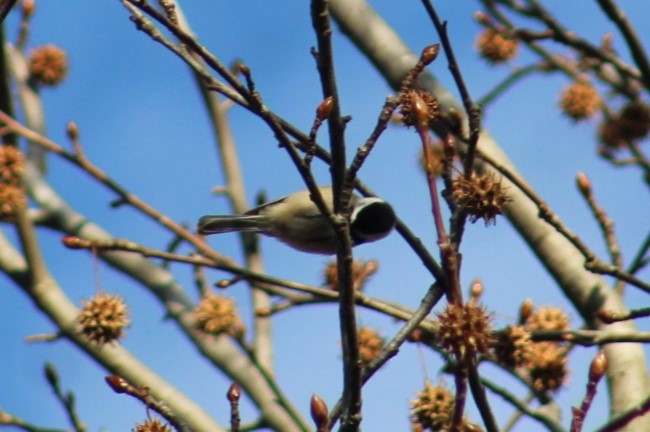 Carolina Chickadee - ML647329069