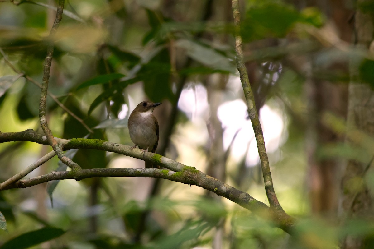 Gray-chested Jungle Flycatcher - ML647329105
