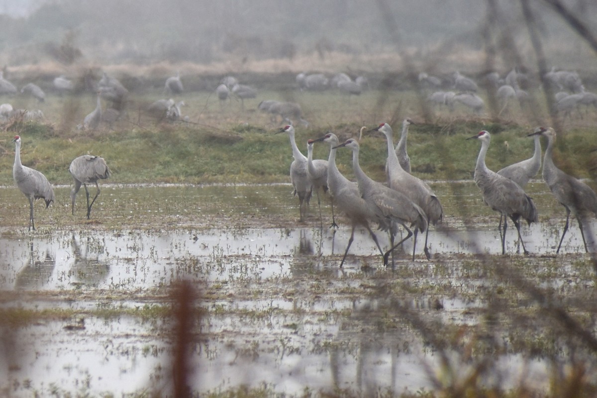 kanadatrane - ML647329106