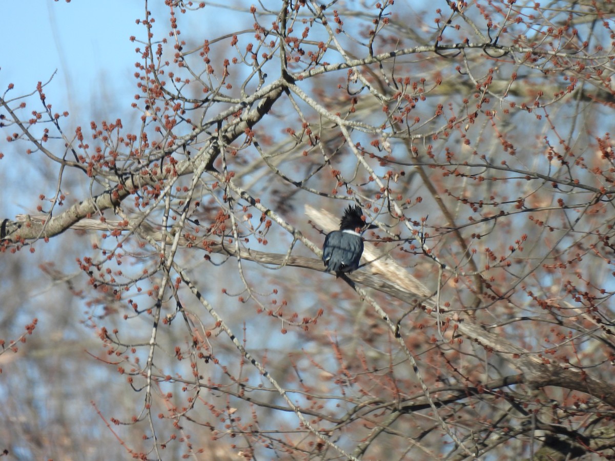 שלדג אמריקני - ML647329109