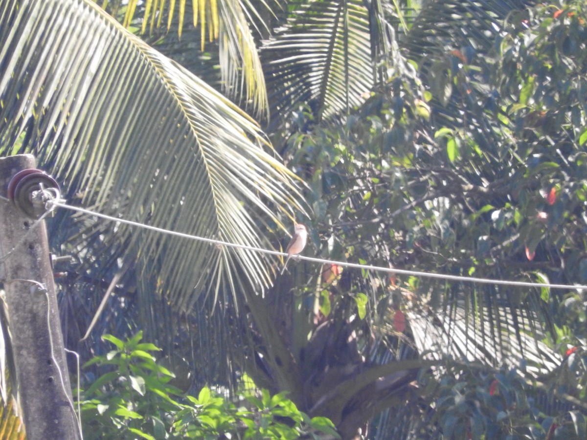 Brown Shrike - ML647329111