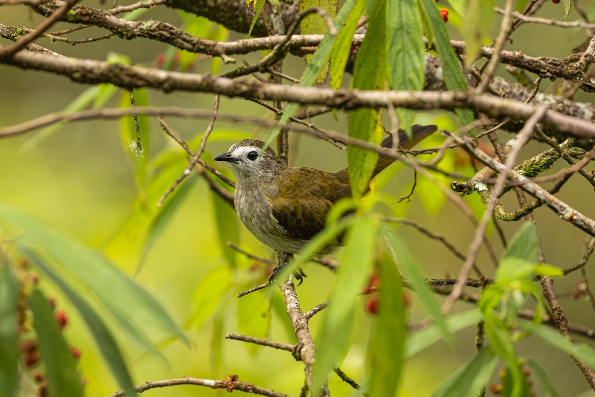 Pale-faced Bulbul - ML647329126