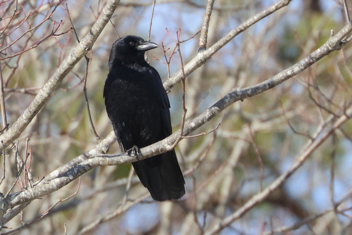 American Crow - ML647329127