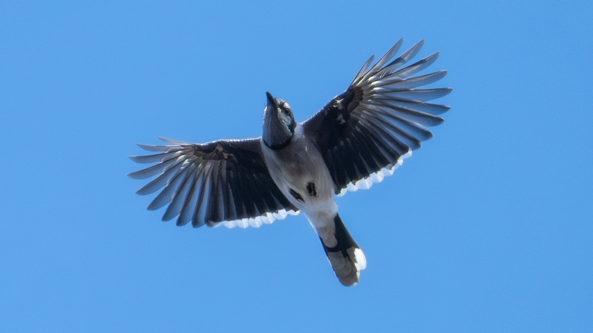 Blue Jay - ML647329136