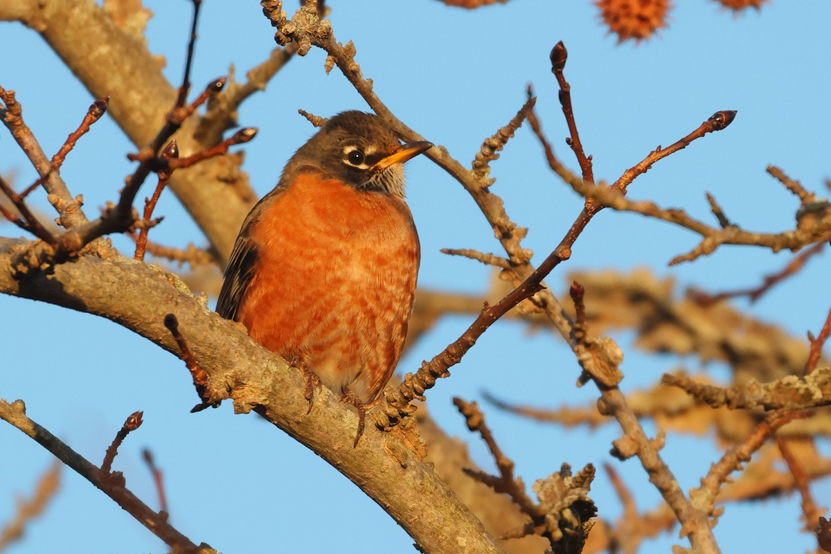 American Robin - ML647329137