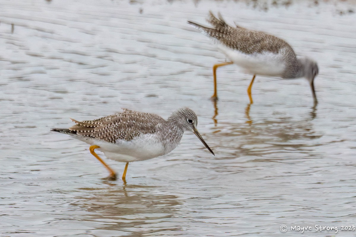 Greater Yellowlegs - ML647329142