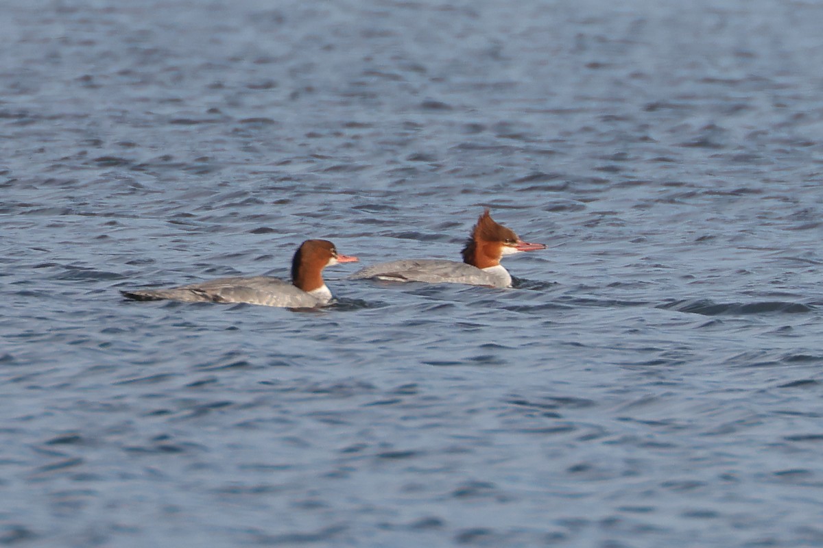 Common Merganser - ML647329148