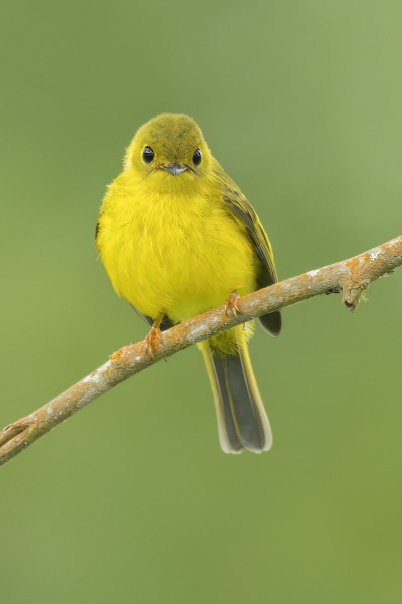 Gobemoustique canari - ML647329154