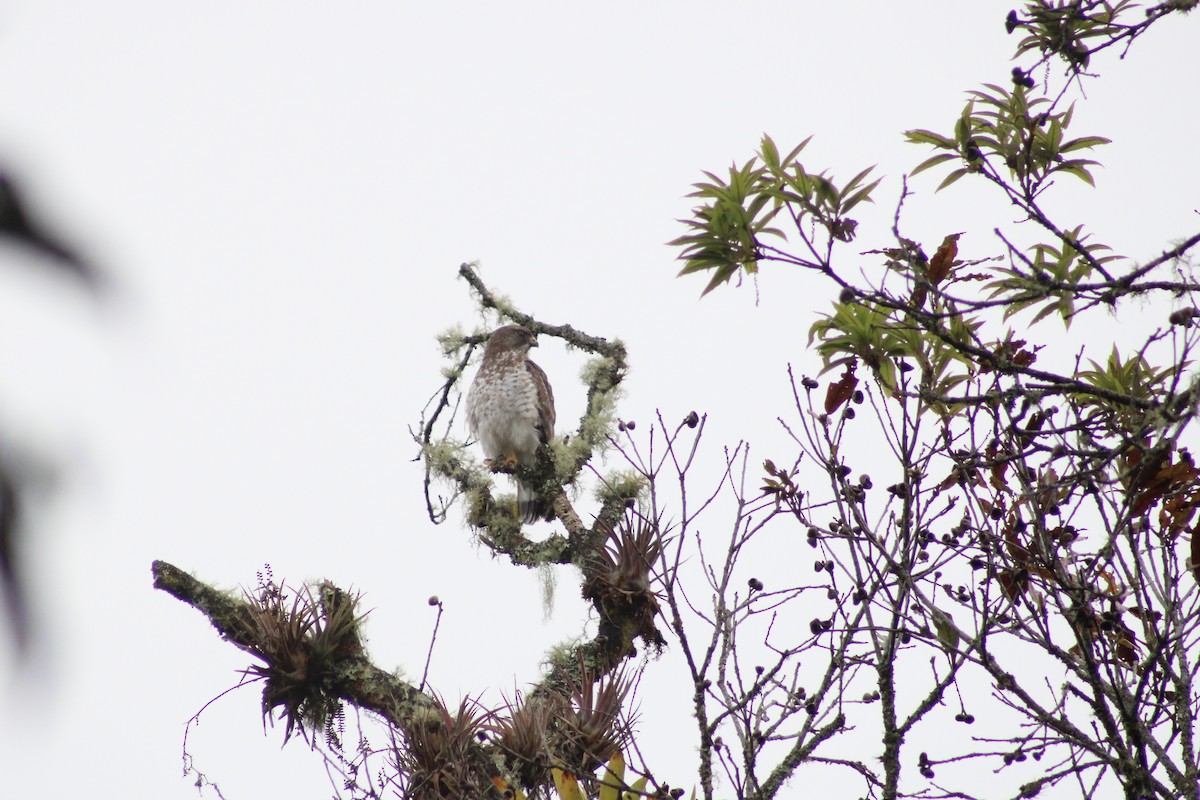 Broad-winged Hawk - ML647329166