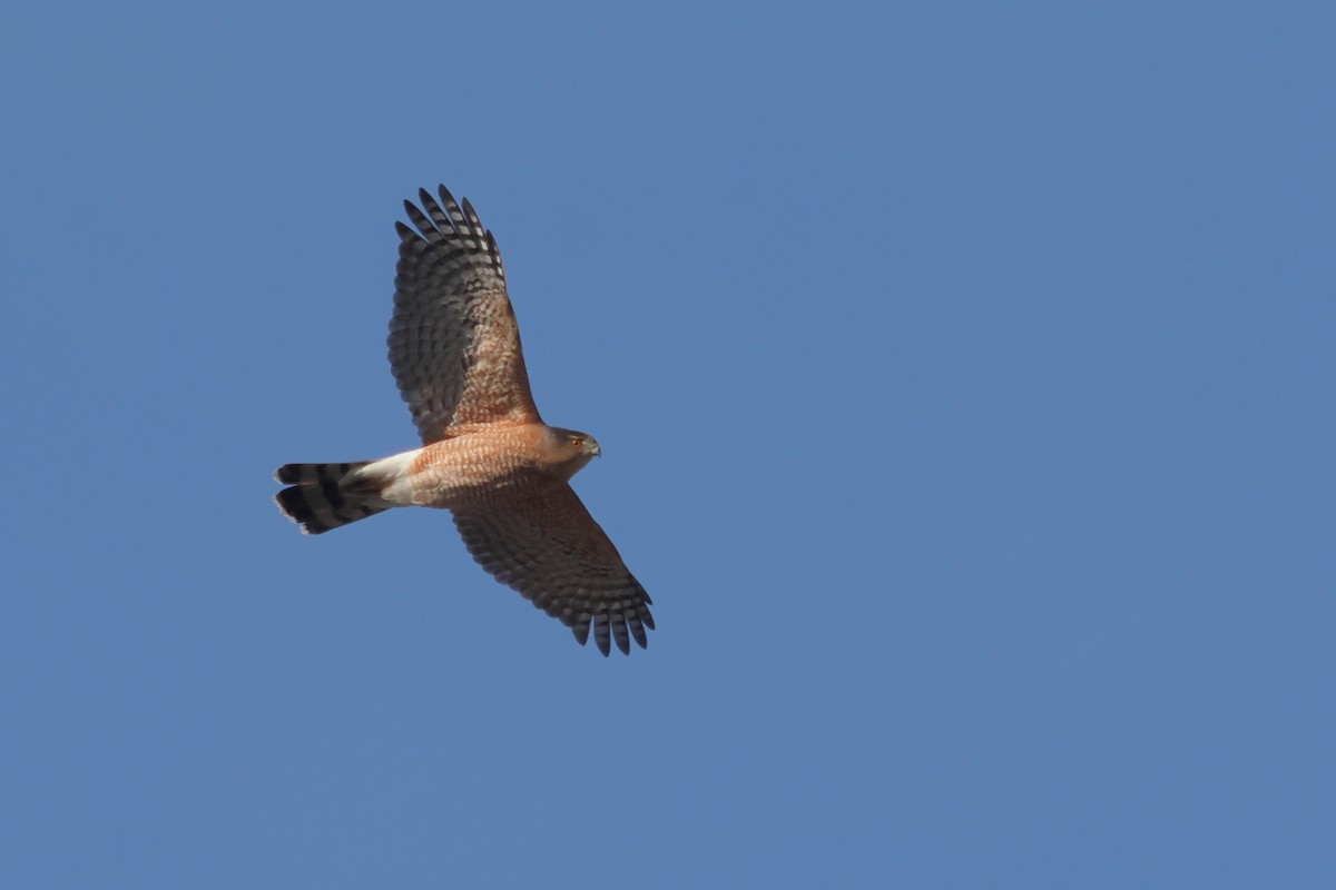Cooper's Hawk - ML647329180