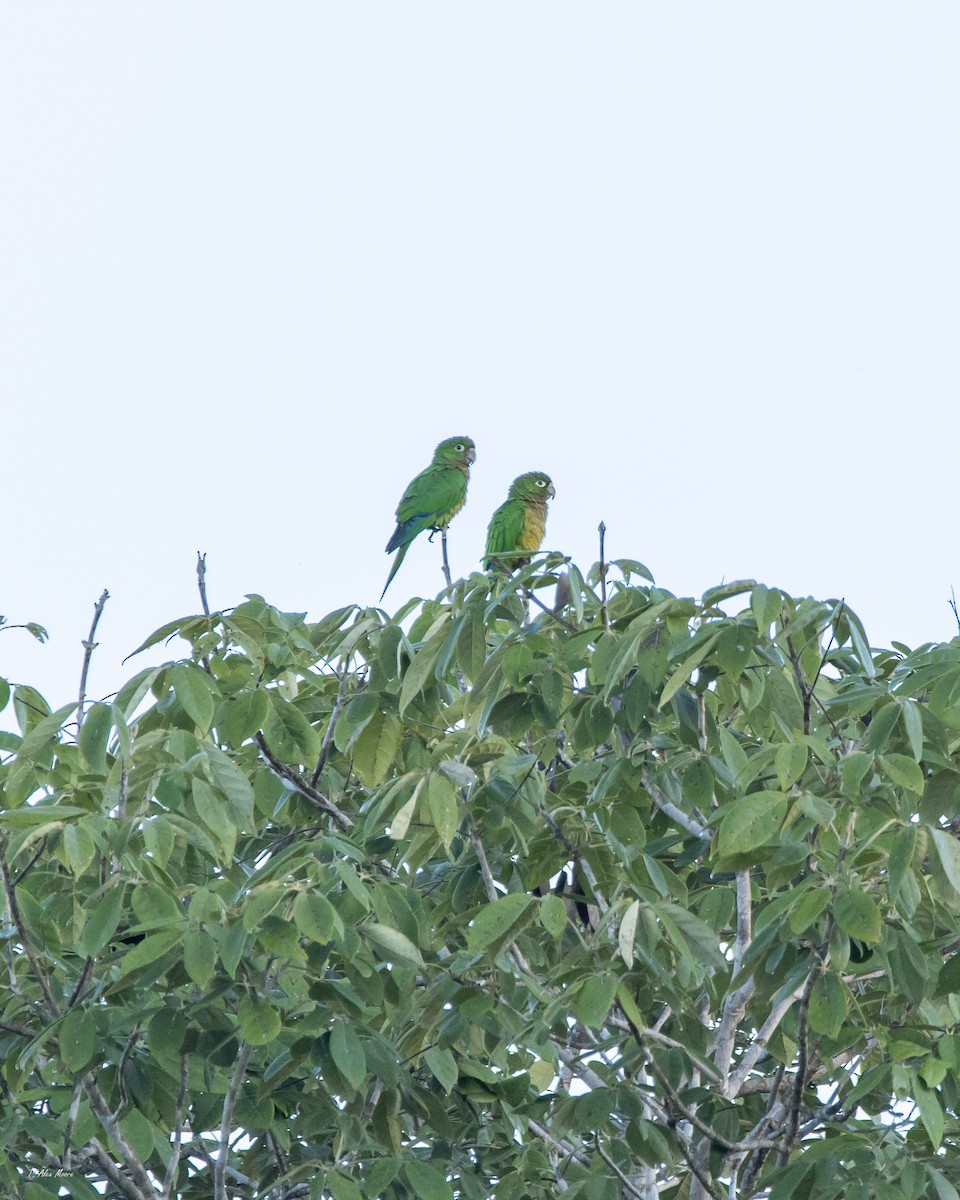 Olive-throated Parakeet - ML647329184