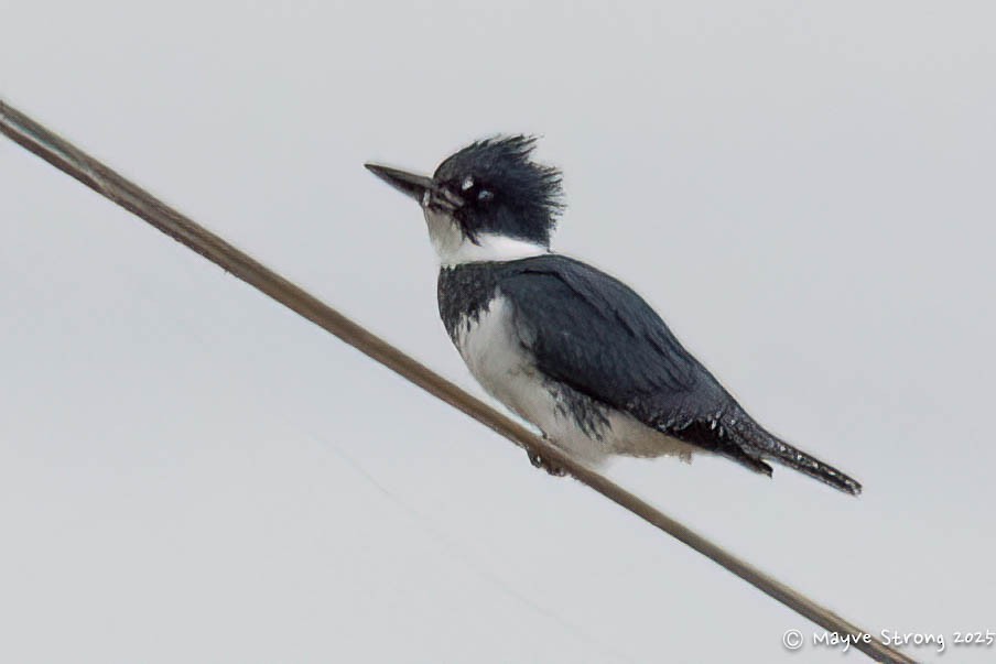 שלדג אמריקני - ML647329185