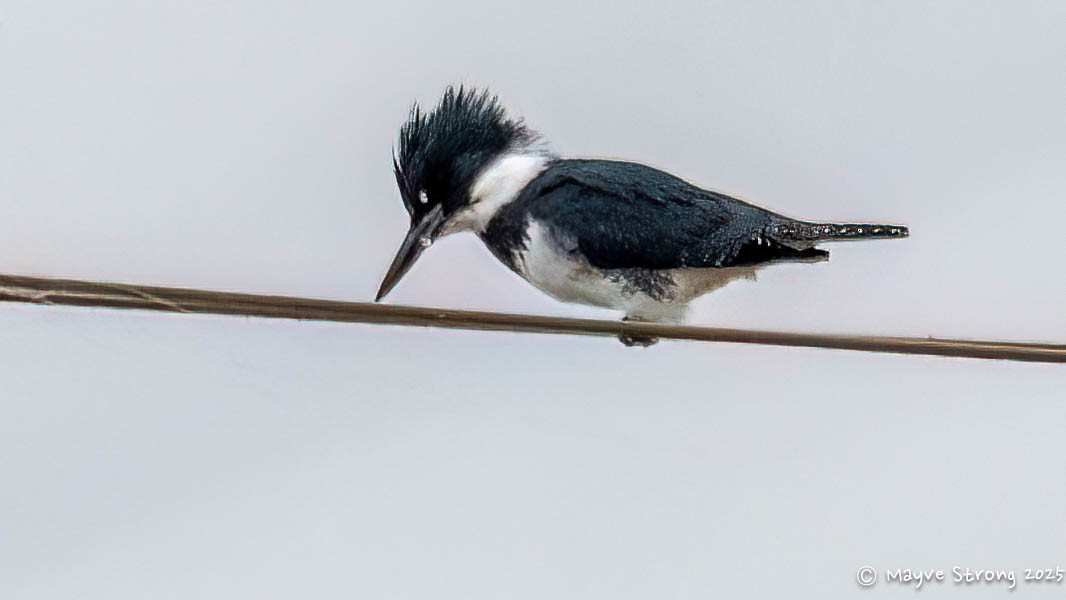 שלדג אמריקני - ML647329186