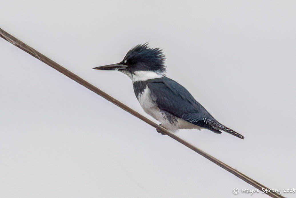 שלדג אמריקני - ML647329187