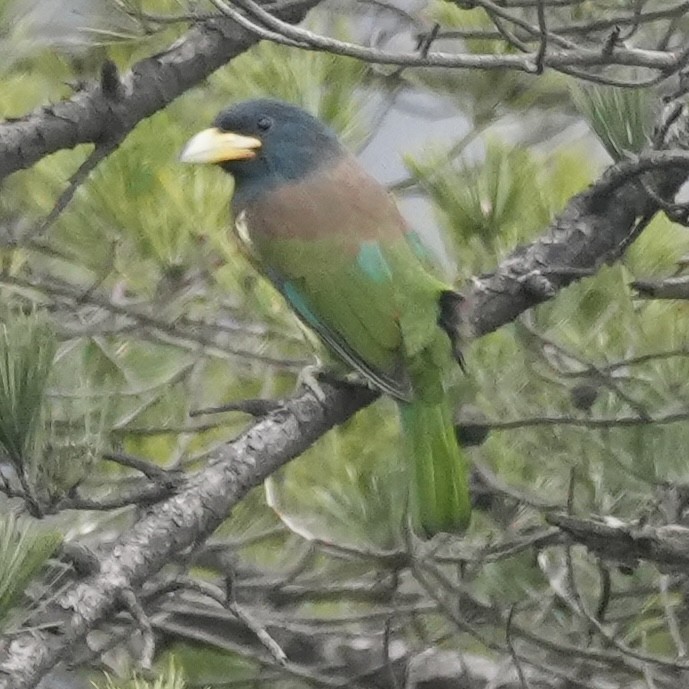 Большой бородастик - ML647329189