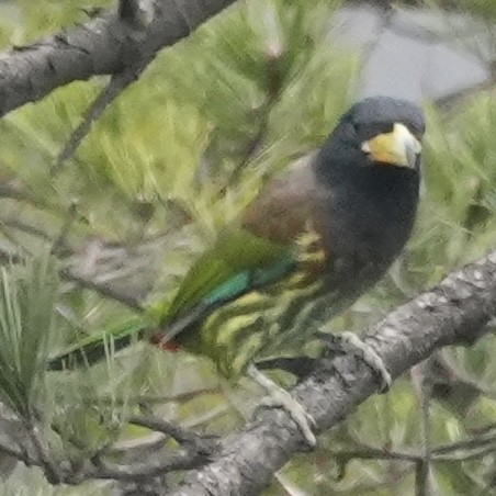 Большой бородастик - ML647329190