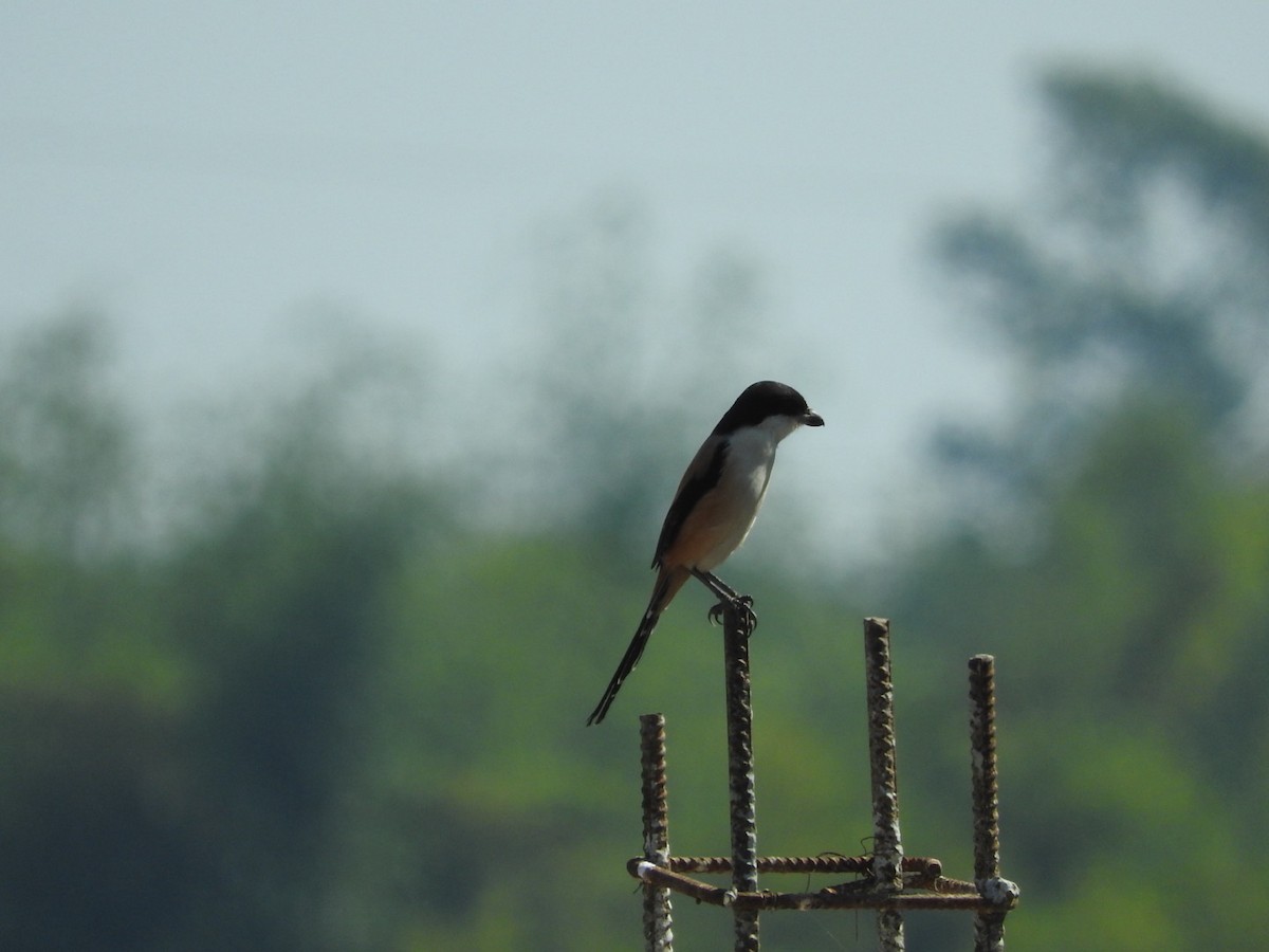 Long-tailed Shrike - ML647329191