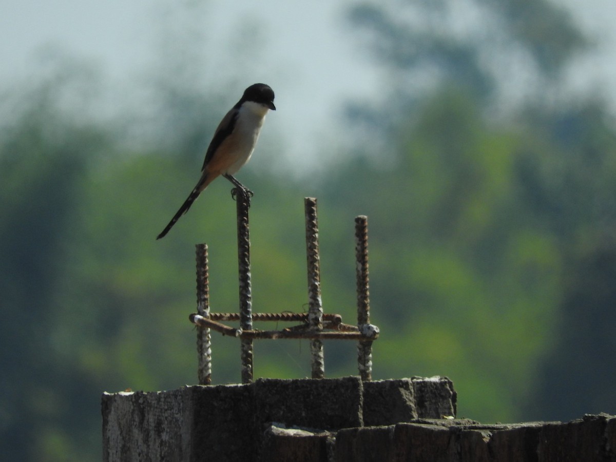 Long-tailed Shrike - ML647329192