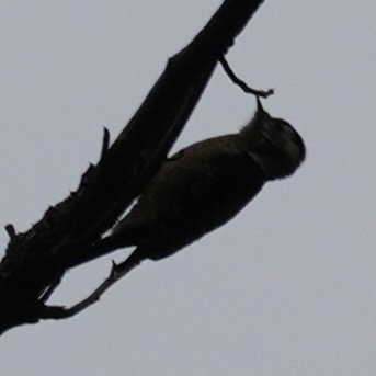 Большой острокрылый дятел - ML647329194