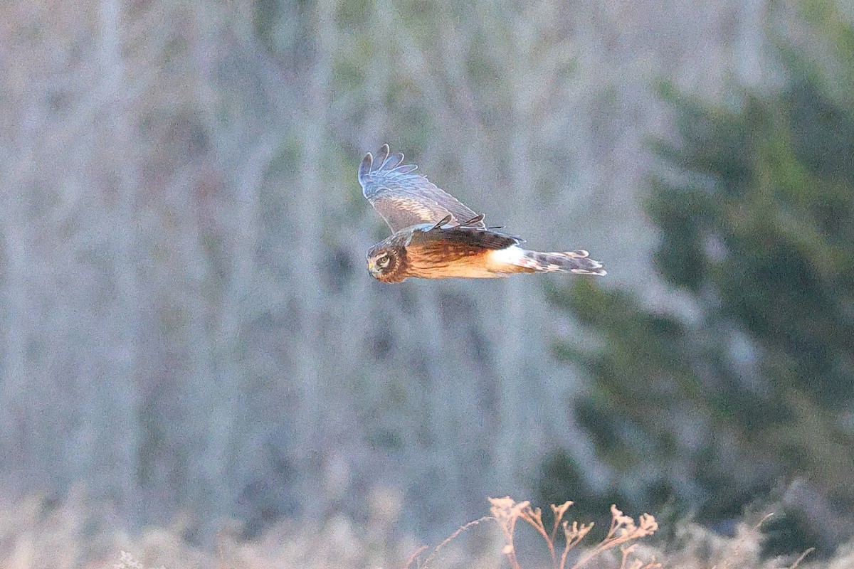 Mirotz zuri iparramerikarra - ML647329206