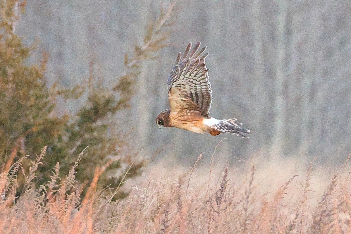 Mirotz zuri iparramerikarra - ML647329208