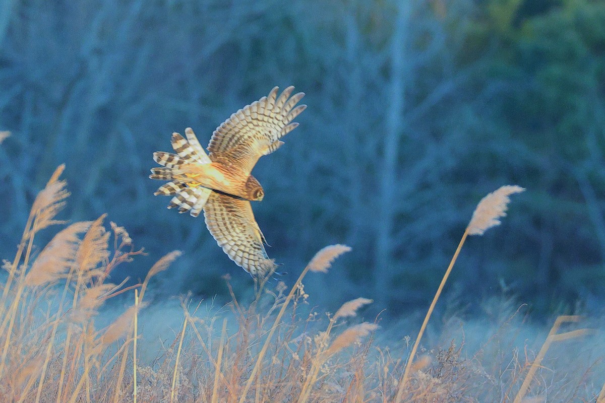 Mirotz zuri iparramerikarra - ML647329210