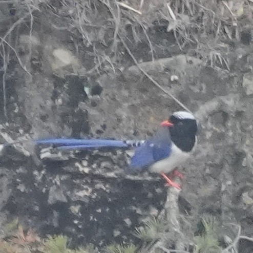 Красноклювая лазоревая сорока - ML647329215