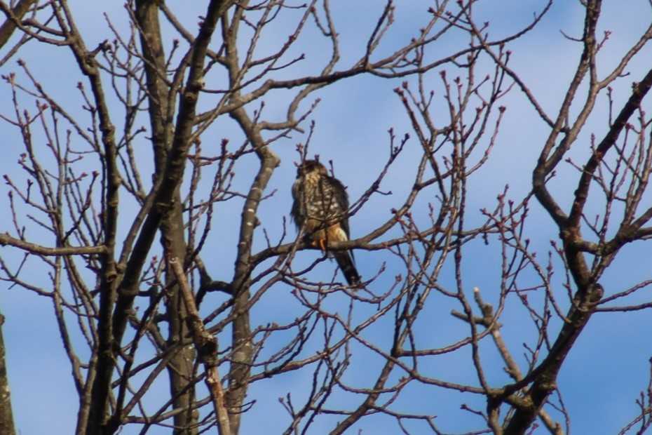 Merlin - ML647329216