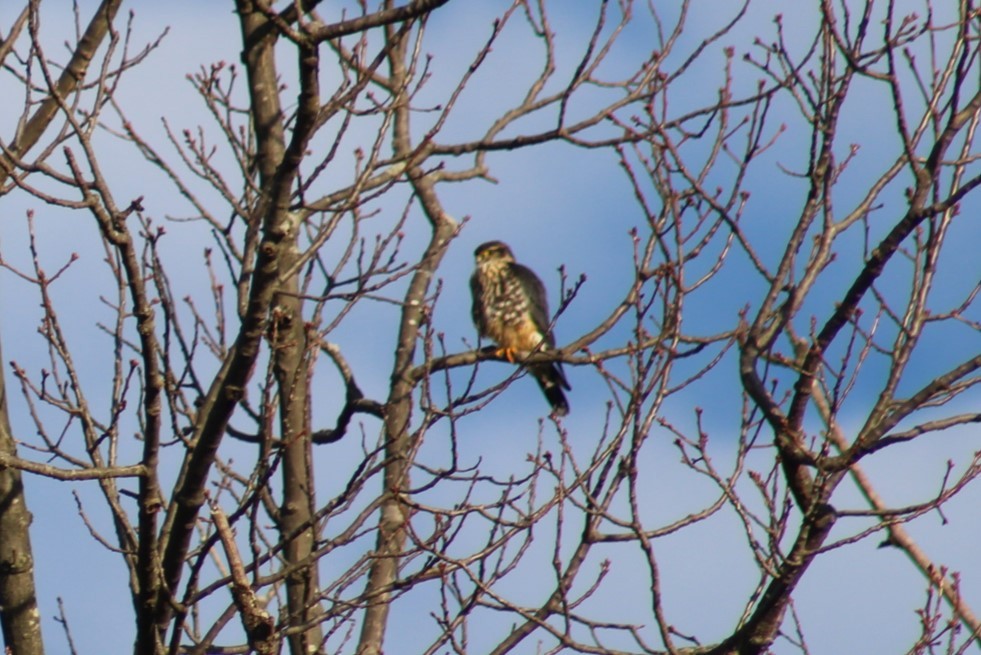 Merlin - ML647329217