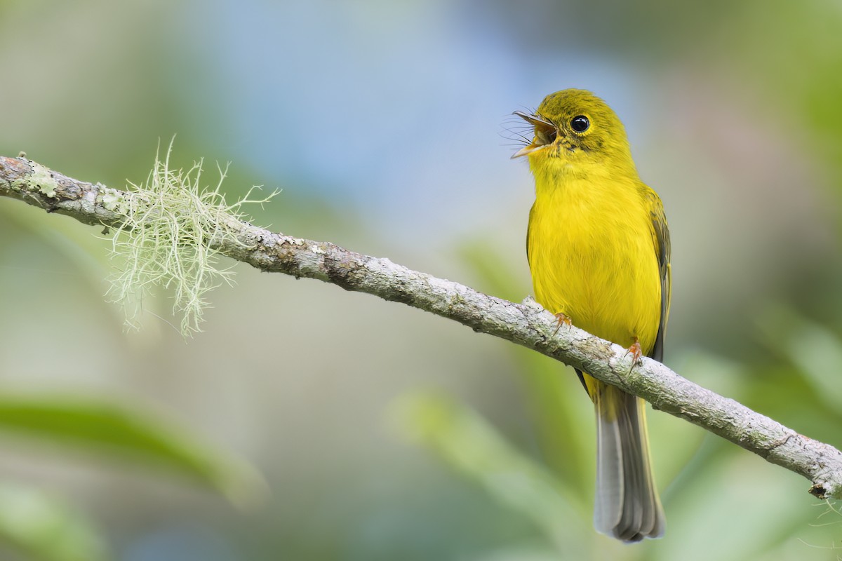 Gobemoustique canari - ML647329220