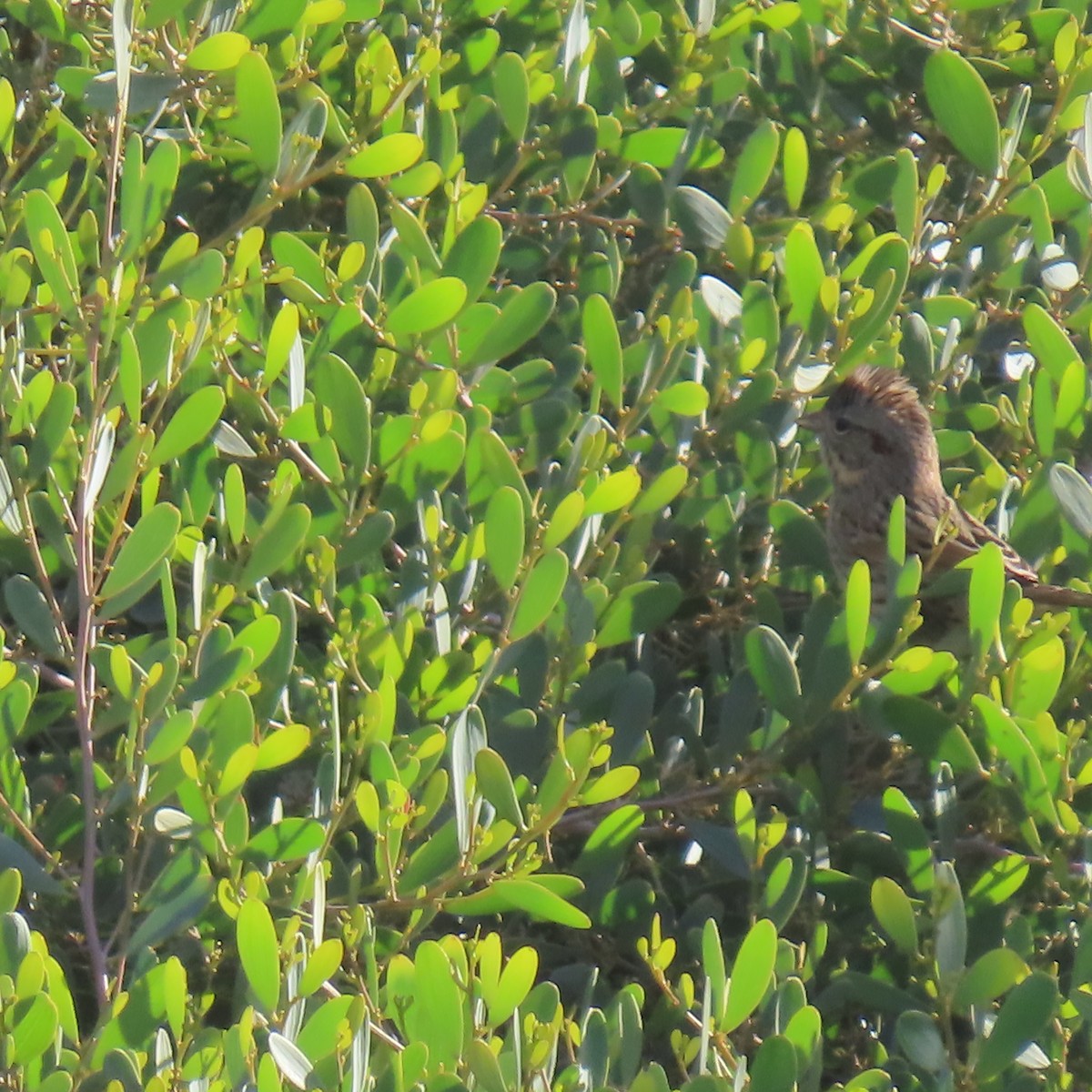 Lincoln's Sparrow - ML647329222