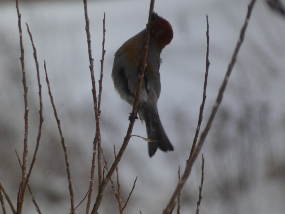 Pinu-gailupa - ML647329230