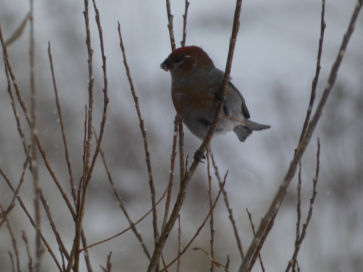 Pinu-gailupa - ML647329231