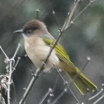 Зеленокрылый бюльбюль - ML647329236