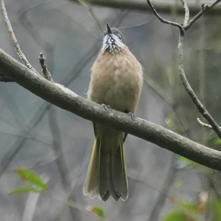 Зеленокрылый бюльбюль - ML647329237