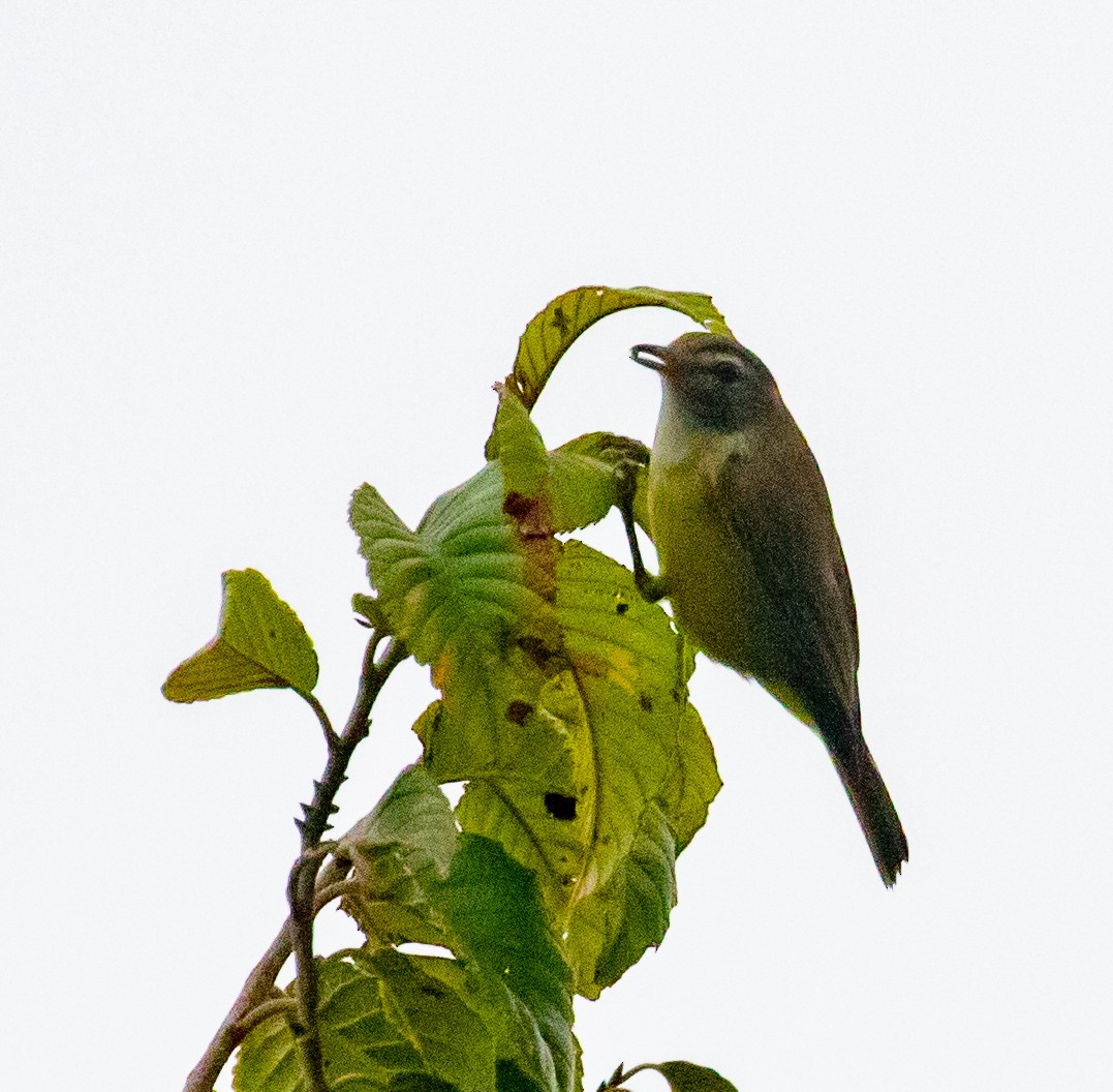 Brown-capped Vireo - ML647329238
