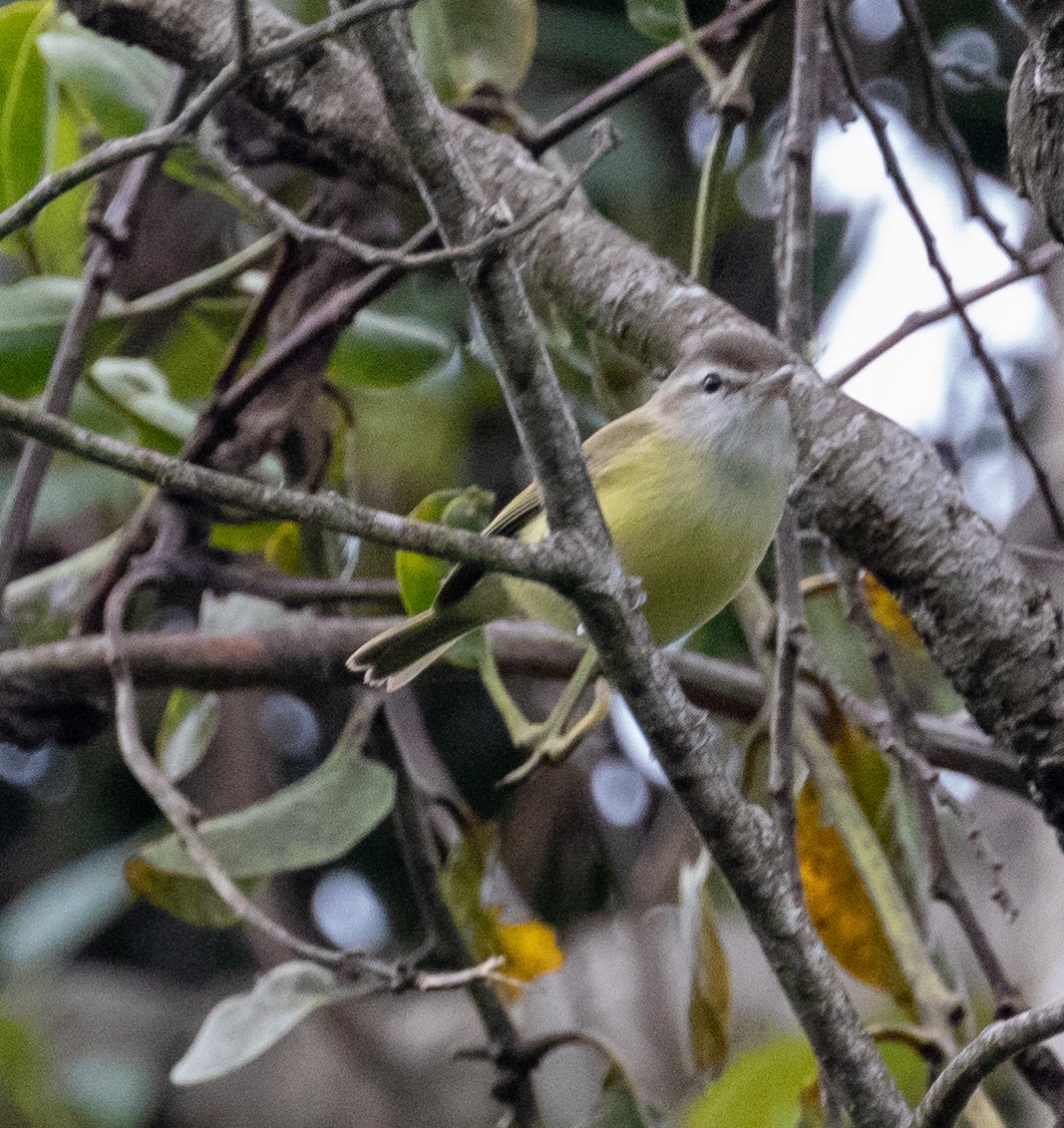Brown-capped Vireo - ML647329239