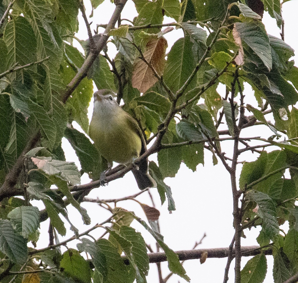 Brown-capped Vireo - ML647329240