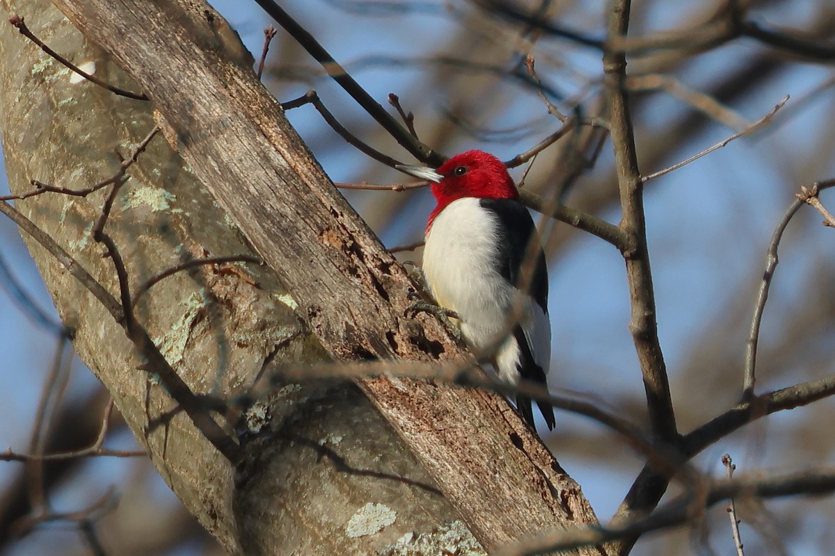 Red-headed Woodpecker - ML647329241