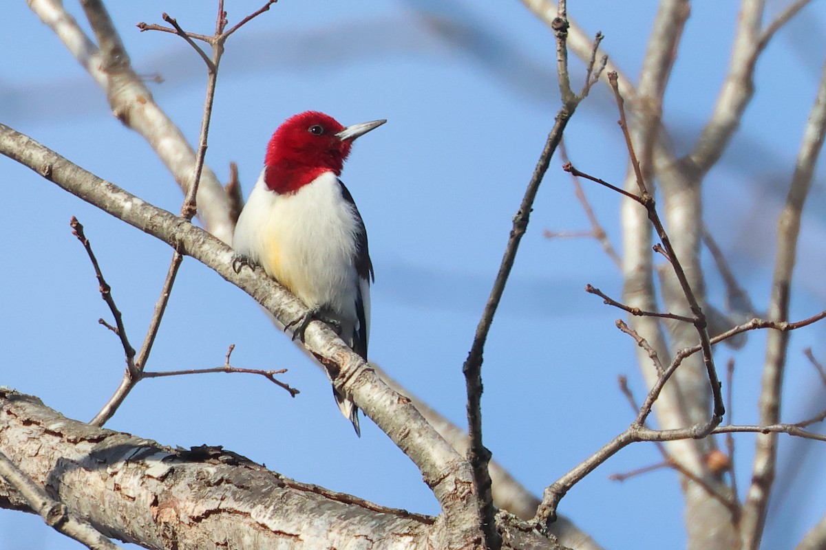 Red-headed Woodpecker - ML647329242