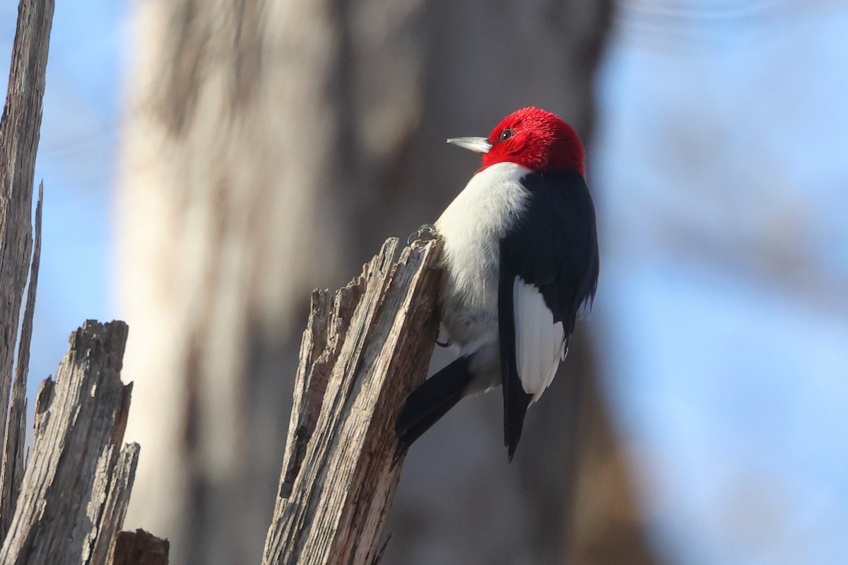Red-headed Woodpecker - ML647329243